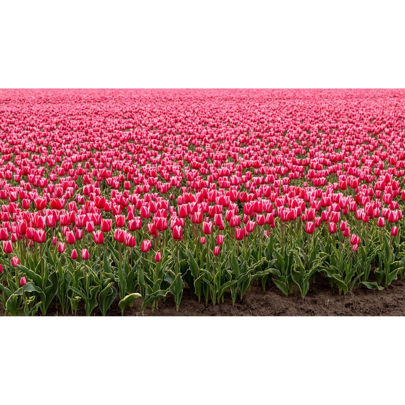 Tablou canvas 90x50 cm, Natura cu Flori model 110