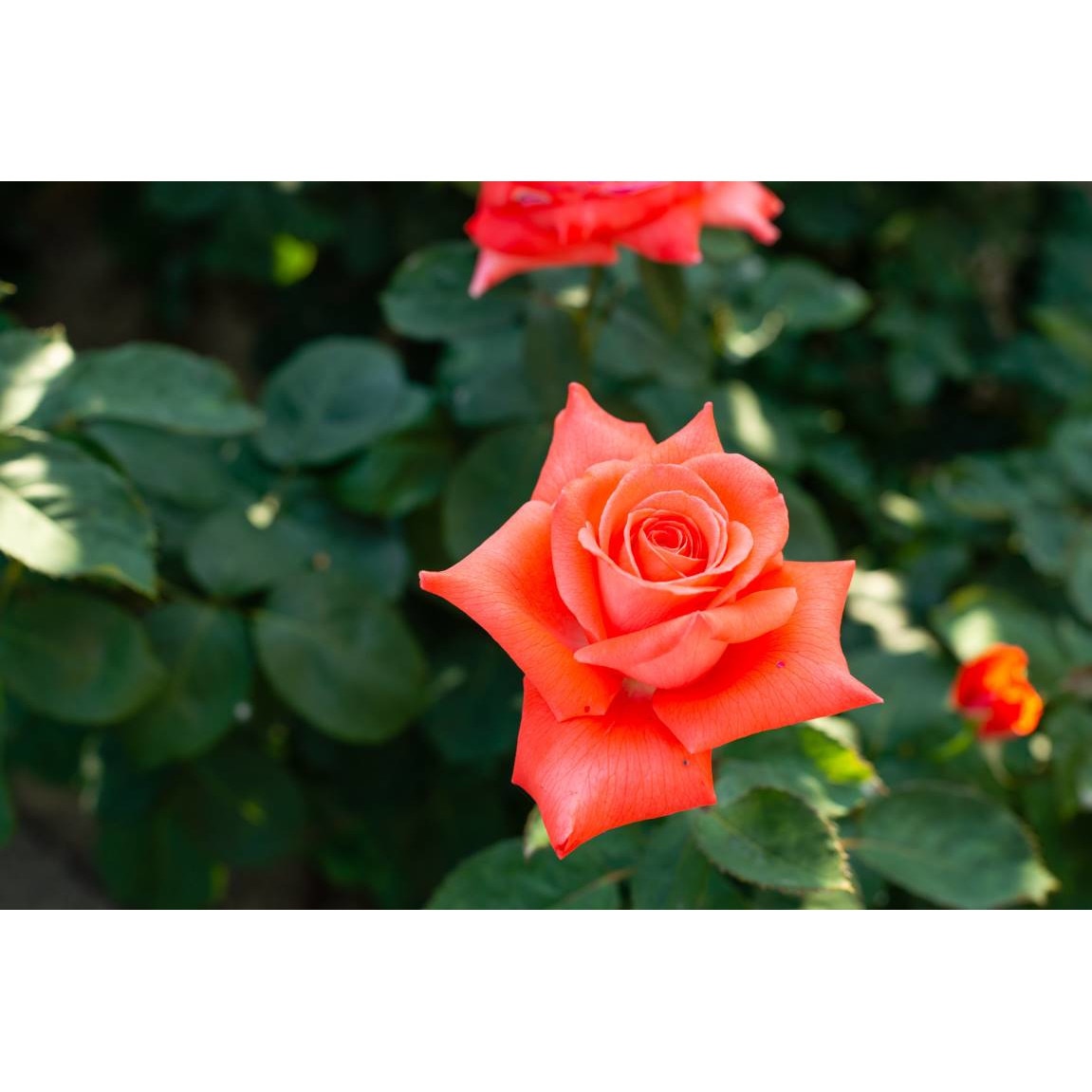 Tablou canvas 90x50 cm, Natura cu Flori model 131