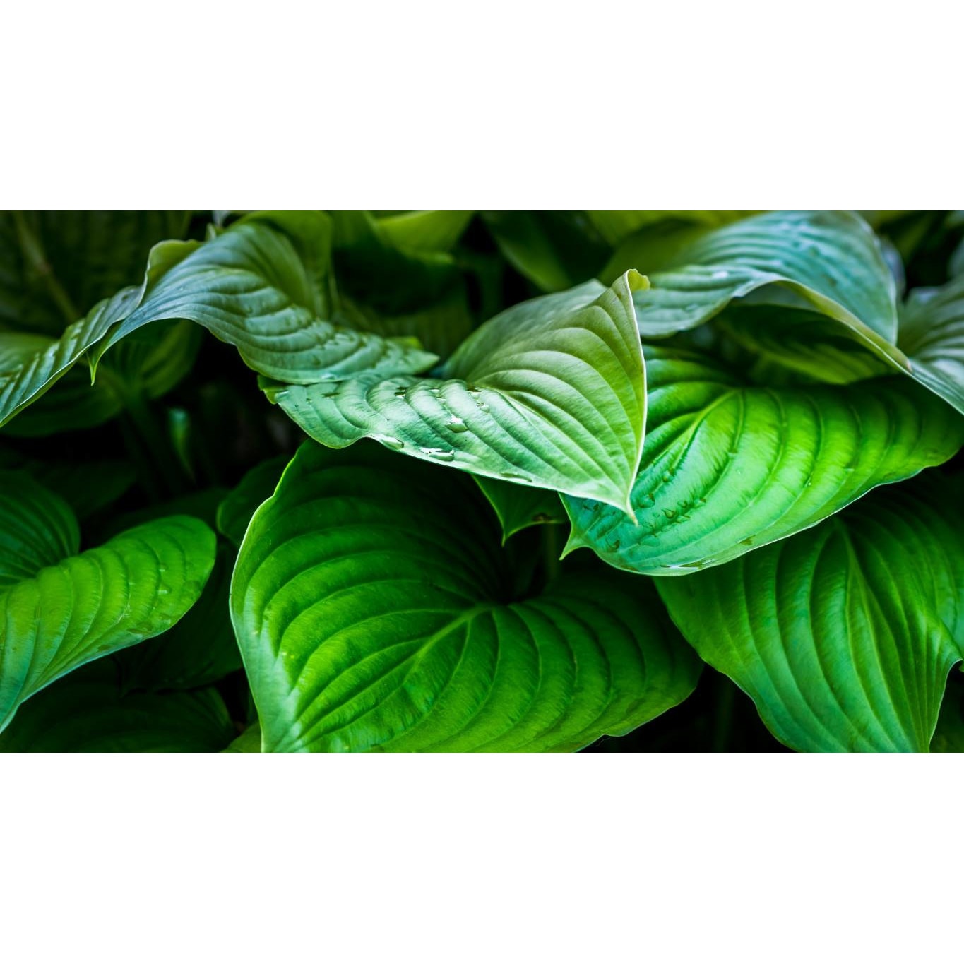 Tablou canvas 75x50 cm, Natura cu Flori model 161