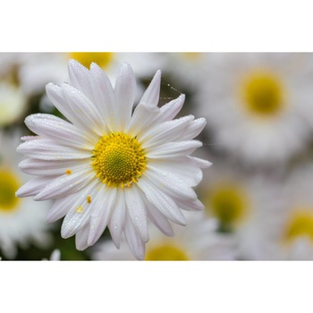 Tablou canvas 90x50 cm, Natura cu Flori model 74 Tablou canvas 90x50 cm, Natura cu Flori model 74