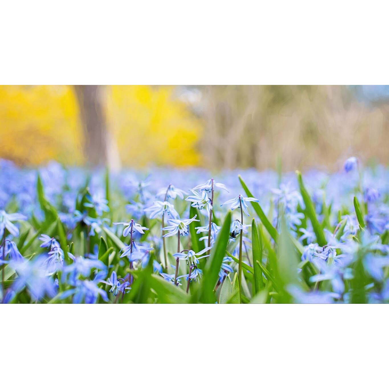 Tablou canvas 75x50 cm, Natura cu Flori model 176