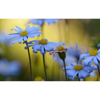 Tablou canvas 75x50 cm, Natura cu Flori model 175 Tablou canvas 75x50 cm, Natura cu Flori model 175