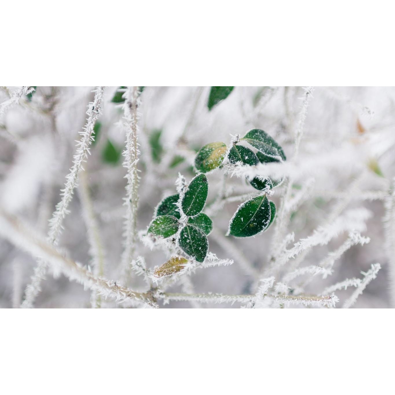 Tablou canvas 90x50 cm, Natura cu Flori model 151