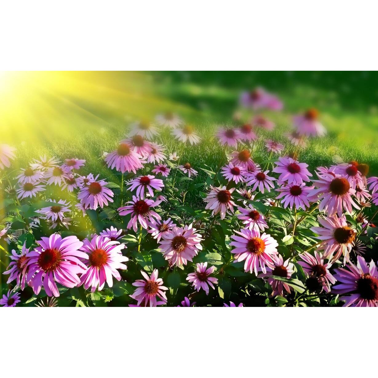 Tablou canvas 75x50 cm, Natura cu Flori model 135