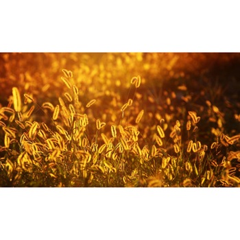 Tablou canvas 90x50 cm, Natura cu Flori model 121 Tablou canvas 90x50 cm, Natura cu Flori model 121