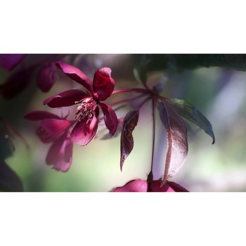 Tablou canvas 90x50 cm, Natura cu Flori model 160 Tablou canvas 90x50 cm, Natura cu Flori model 160