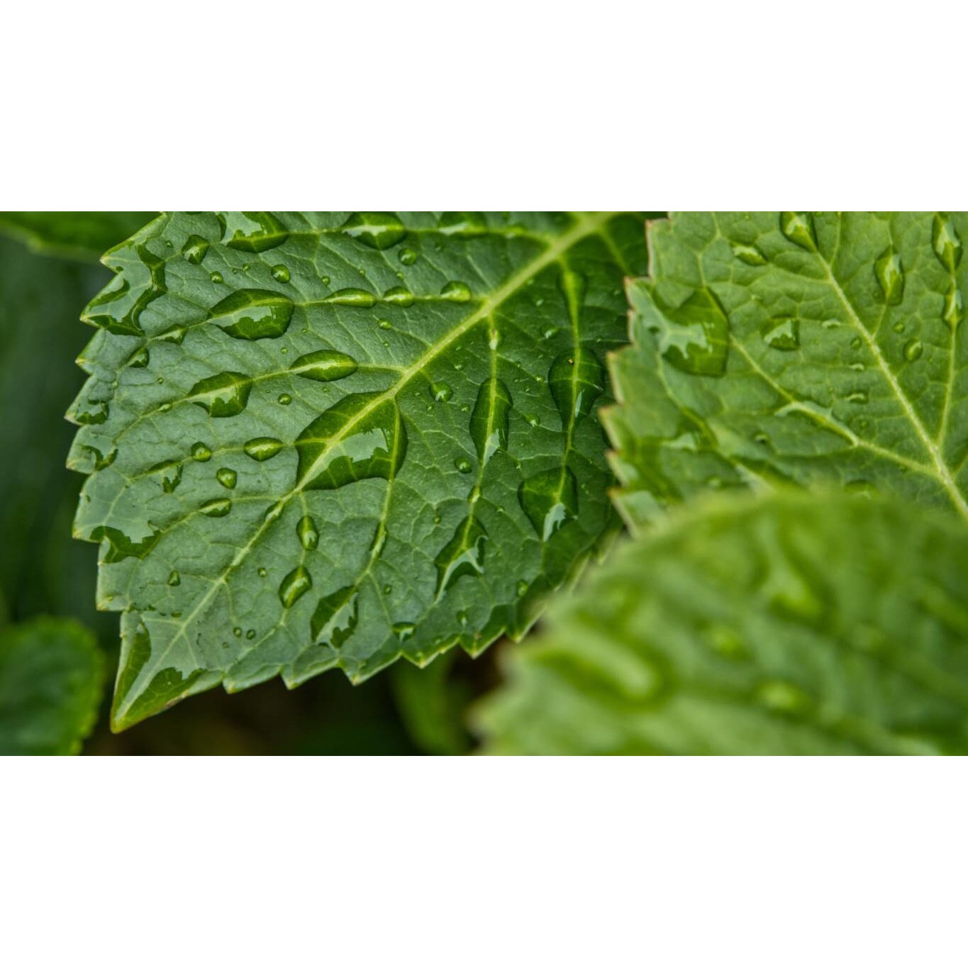 Tablou canvas 90x50 cm, Natura cu Flori model 87