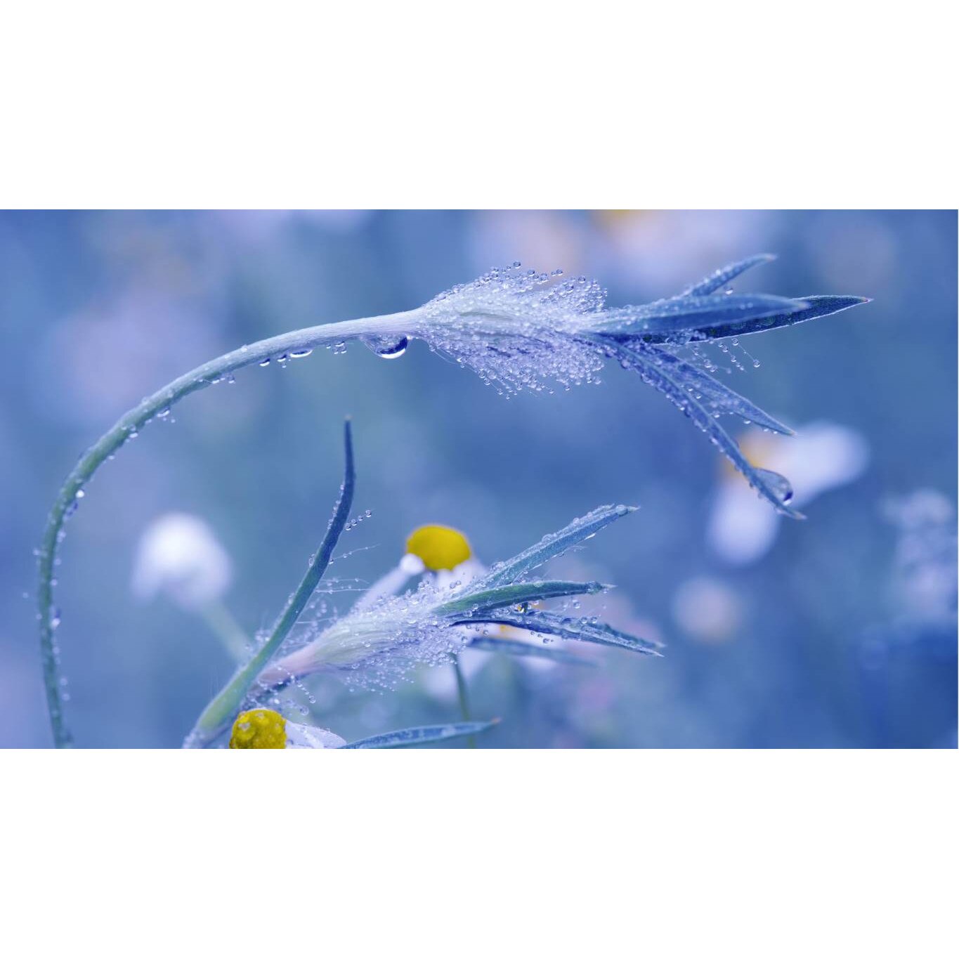 Tablou canvas 75x50 cm, Natura cu Flori model 155