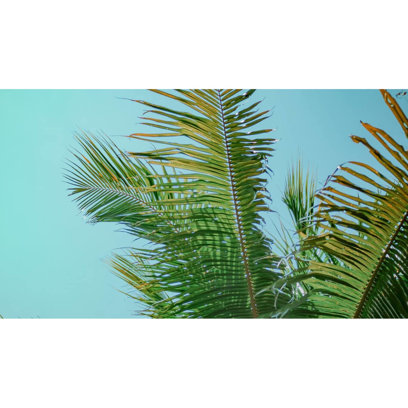 Tablou canvas 75x50 cm, Natura cu Flori model 129