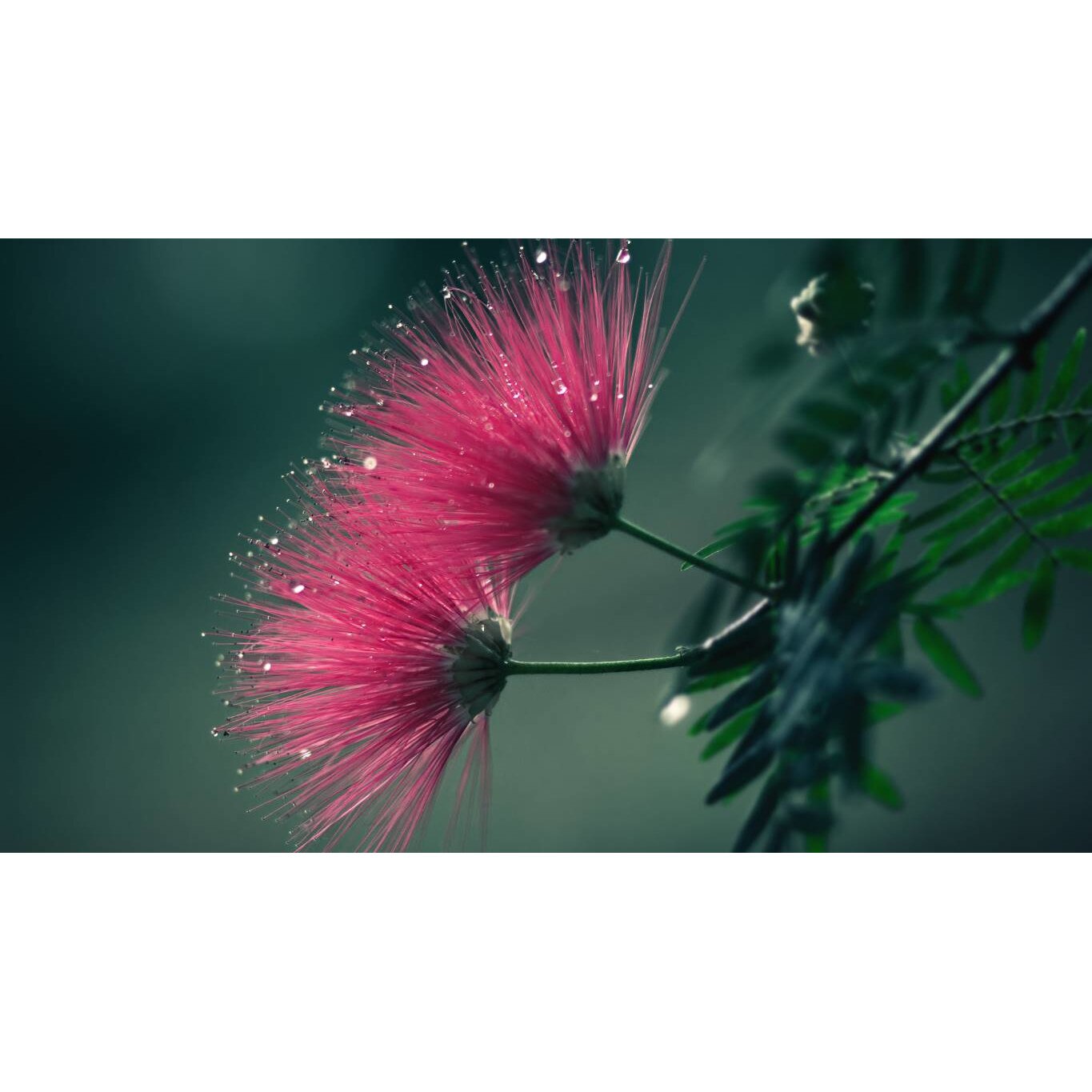 Tablou canvas 75x50 cm, Natura cu Flori model 94