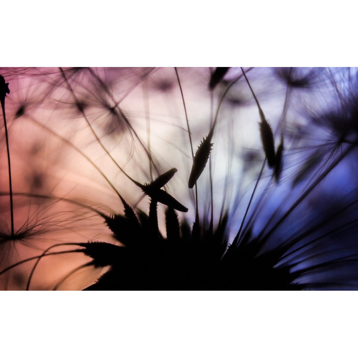 Tablou canvas 90x50 cm, Natura cu Flori model 133