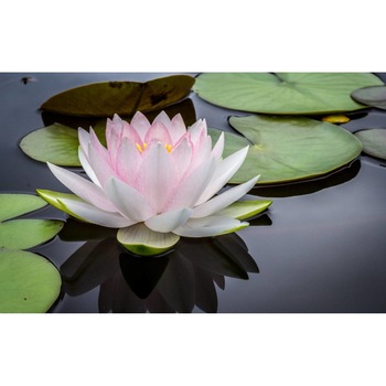 Tablou canvas 75x50 cm, Natura cu Flori model 182 Tablou canvas 75x50 cm, Natura cu Flori model 182