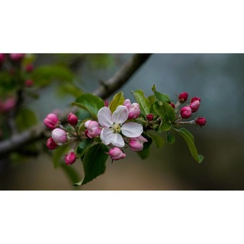 Tablou canvas 90x50 cm, Natura cu Flori model 141 Tablou canvas 90x50 cm, Natura cu Flori model 141