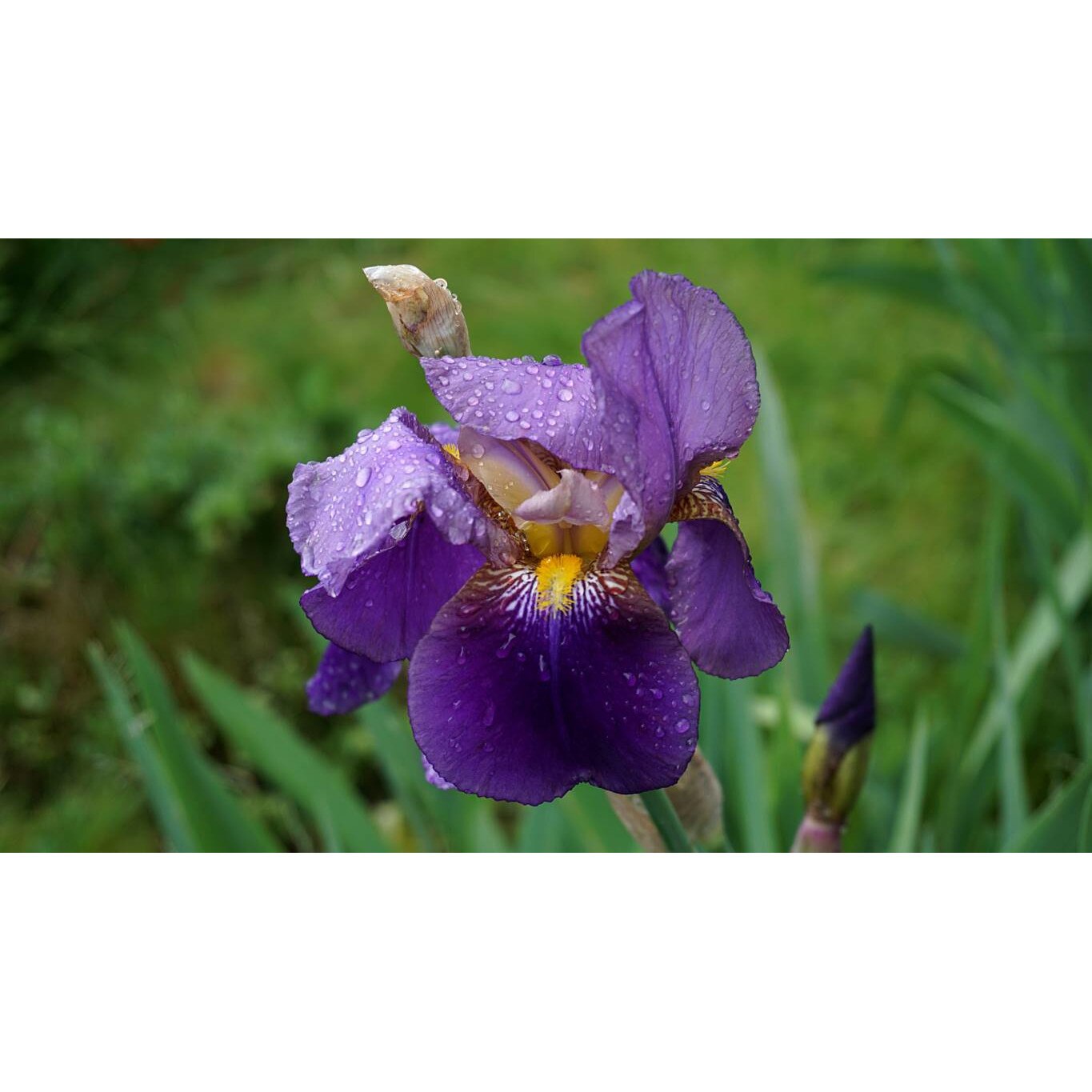 Tablou canvas 90x50 cm, Natura cu Flori model 178