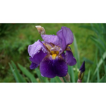 Tablou canvas 75x50 cm, Natura cu Flori model 178 Tablou canvas 75x50 cm, Natura cu Flori model 178