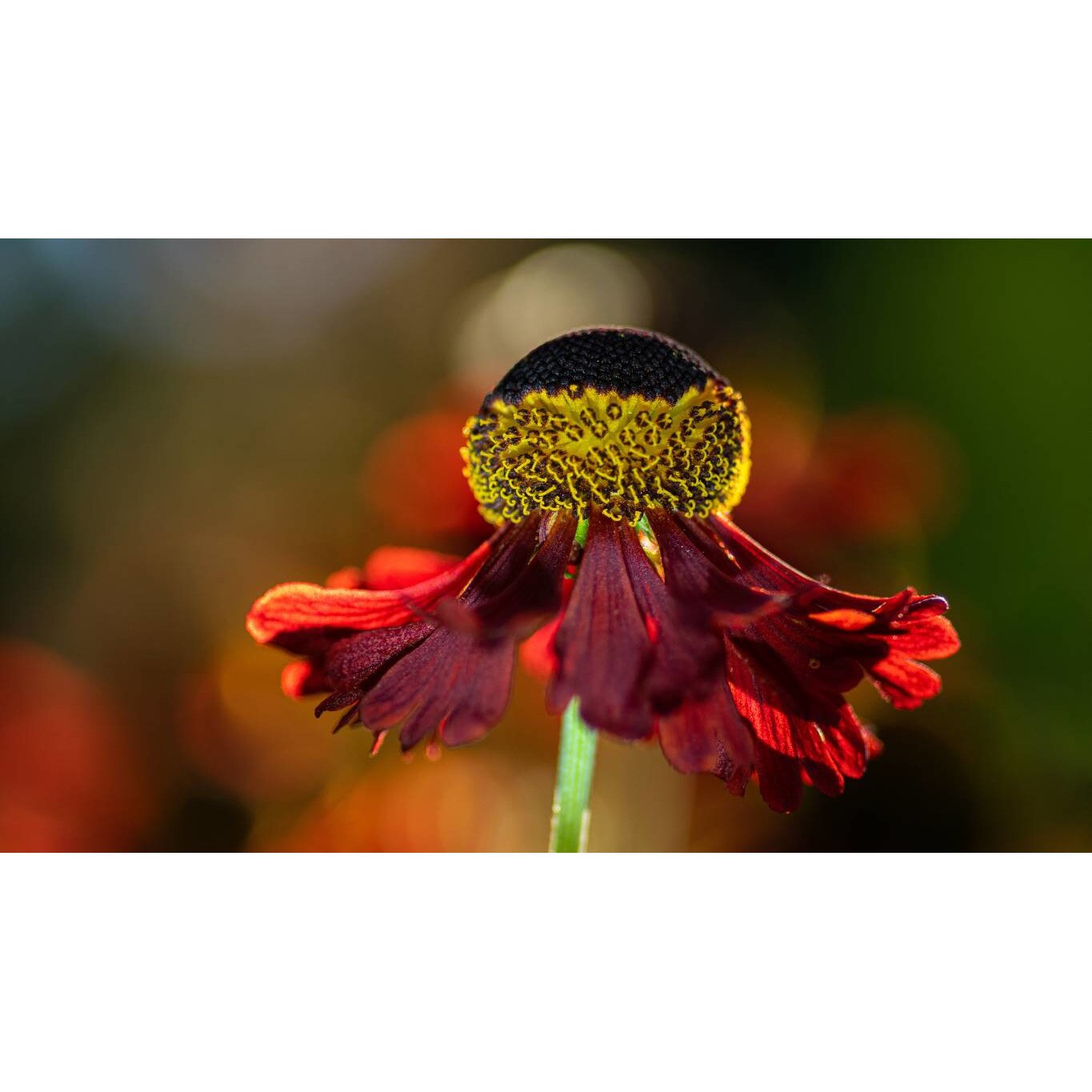 Tablou canvas 90x50 cm, Natura cu Flori model 165