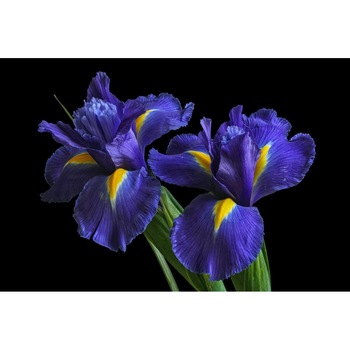 Tablou canvas 75x50 cm, Natura cu Flori model 174 Tablou canvas 75x50 cm, Natura cu Flori model 174