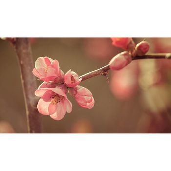 Tablou canvas 90x50 cm, Natura cu Flori model 172 Tablou canvas 90x50 cm, Natura cu Flori model 172