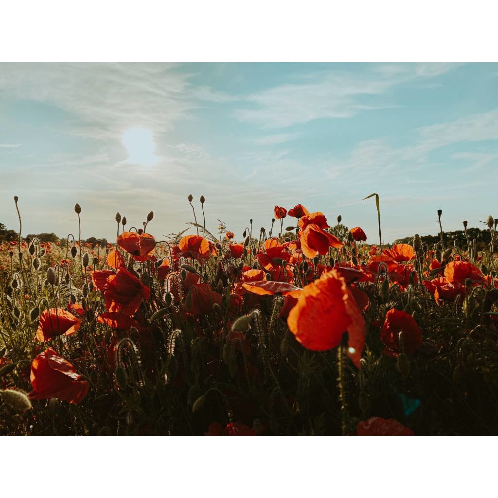 Tablou canvas 90x50 cm, Natura cu Flori model 152