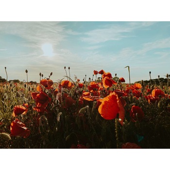 Tablou canvas 75x50 cm, Natura cu Flori model 152 Tablou canvas 75x50 cm, Natura cu Flori model 152