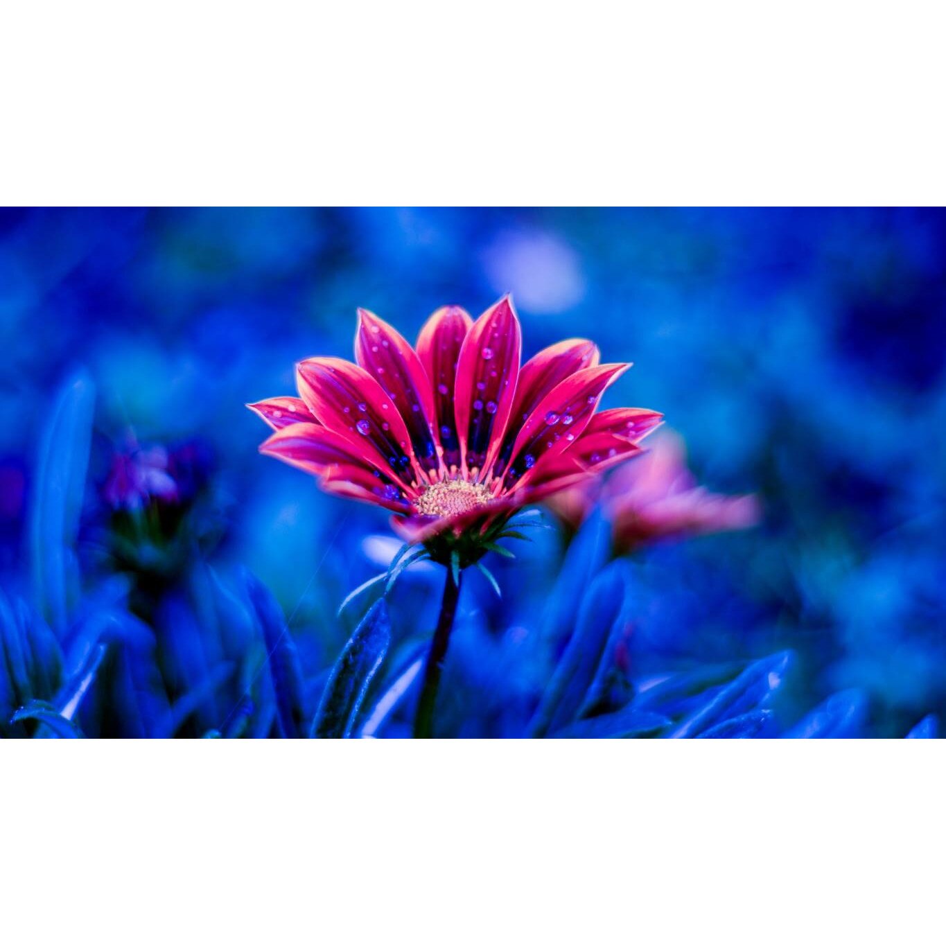 Tablou canvas 90x50 cm, Natura cu Flori model 181