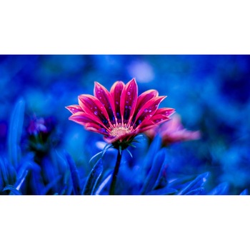 Tablou canvas 90x50 cm, Natura cu Flori model 181 Tablou canvas 90x50 cm, Natura cu Flori model 181