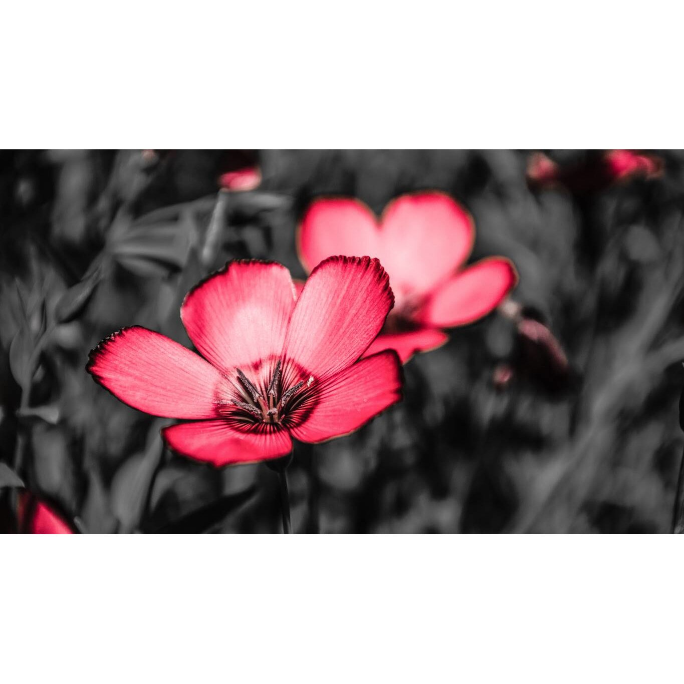 Tablou canvas 75x50 cm, Natura cu Flori model 157