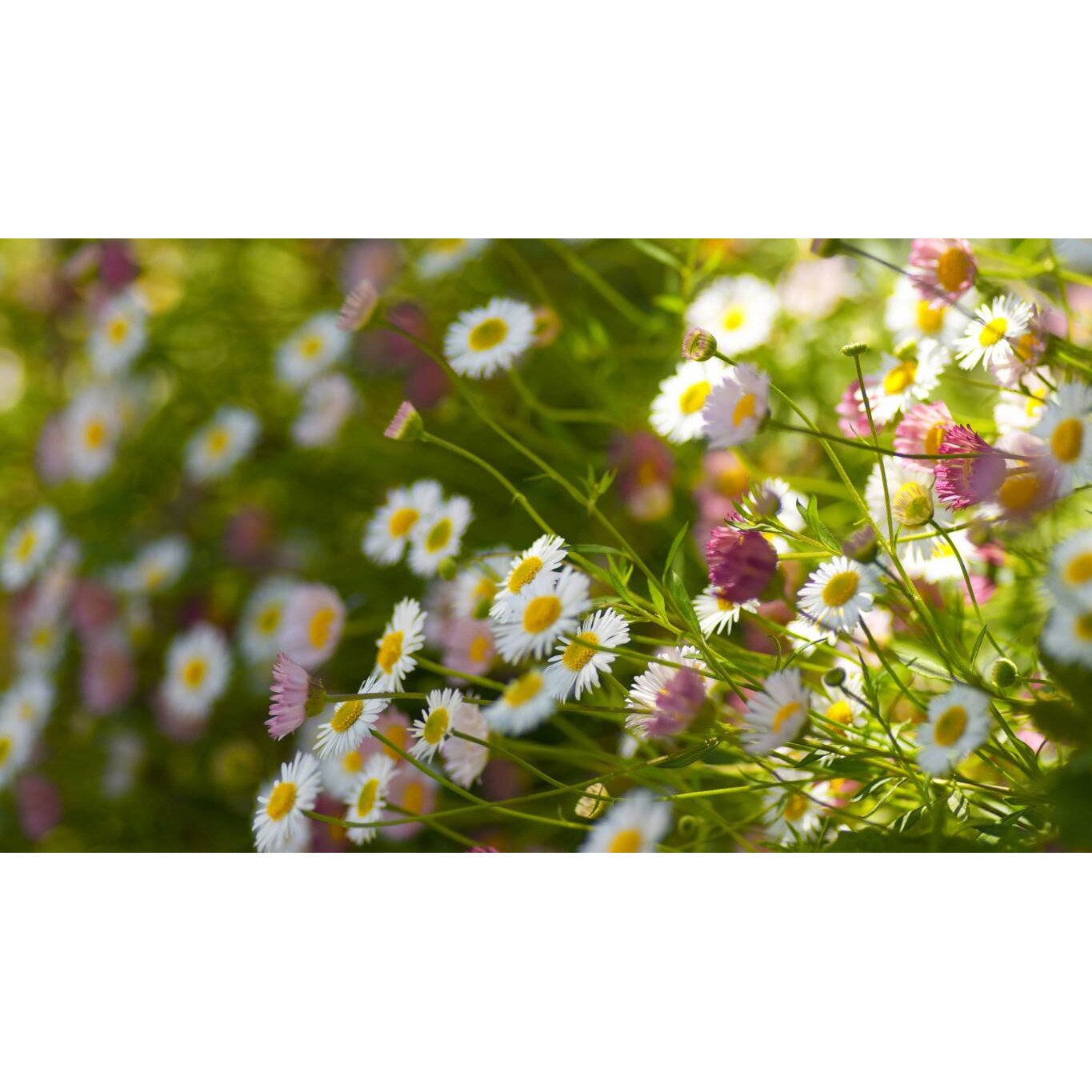 Tablou canvas 75x50 cm, Natura cu Flori model 186