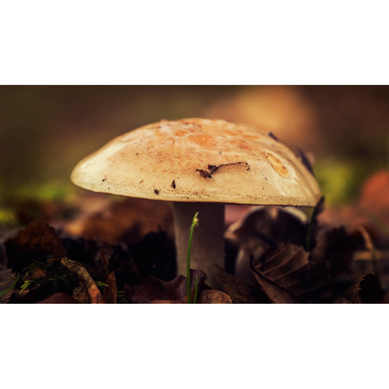 Tablou canvas 90x50 cm, Natura cu Flori model 162