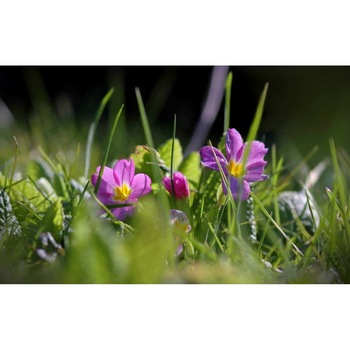 Tablou canvas 90x50 cm, Natura cu Flori model 227 Tablou canvas 90x50 cm, Natura cu Flori model 227