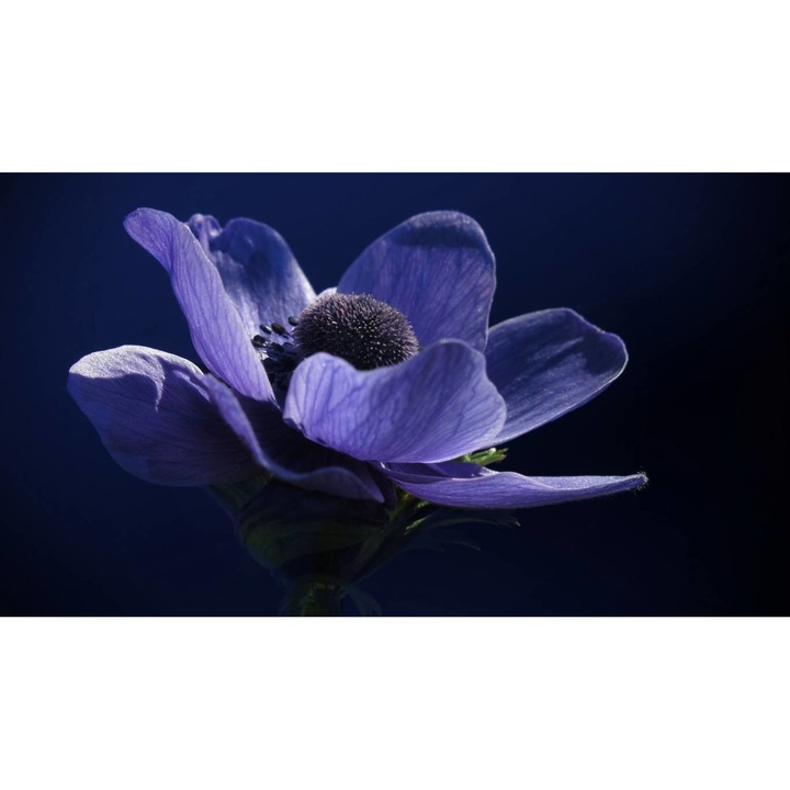 Tablou canvas 40x30 cm, Natura cu Flori model 171