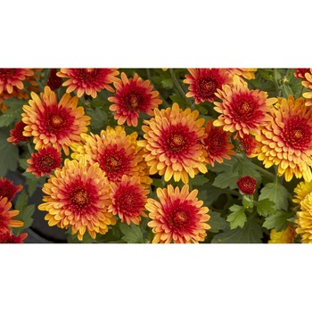 Tablou canvas 75x50 cm, Natura cu Flori model 177 Tablou canvas 75x50 cm, Natura cu Flori model 177