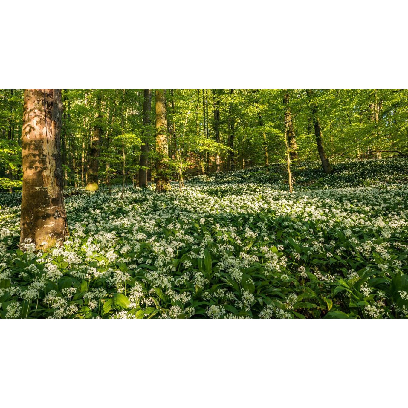 Tablou canvas 75x50 cm, Natura cu Flori model 164