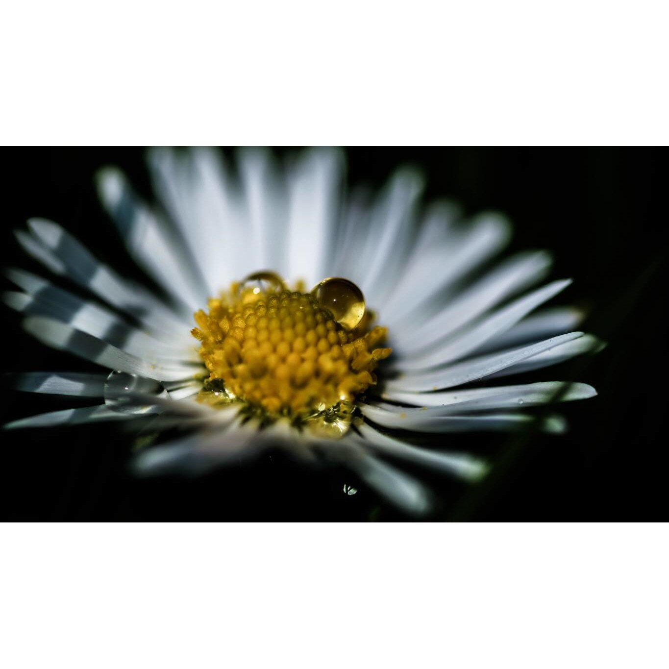 Tablou canvas 90x50 cm, Natura cu Flori model 96