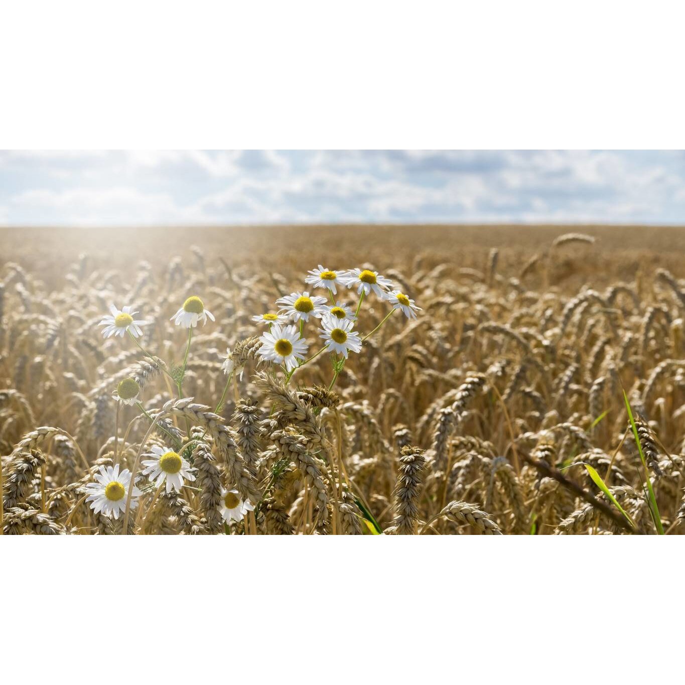 Tablou canvas 90x50 cm, Natura cu Flori model 244