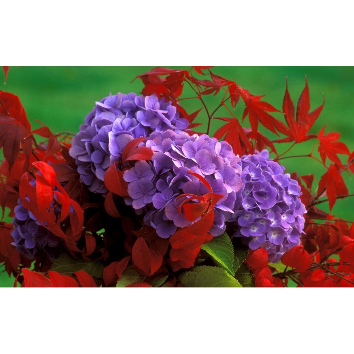 Tablou canvas 75x50 cm, Natura cu Flori model 207