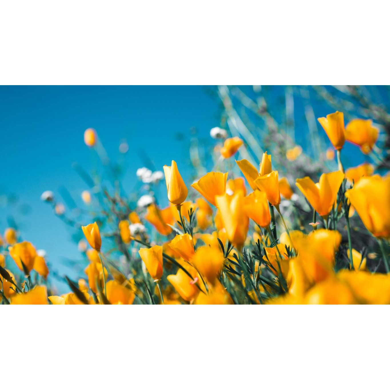 Tablou canvas 90x50 cm, Natura cu Flori model 184