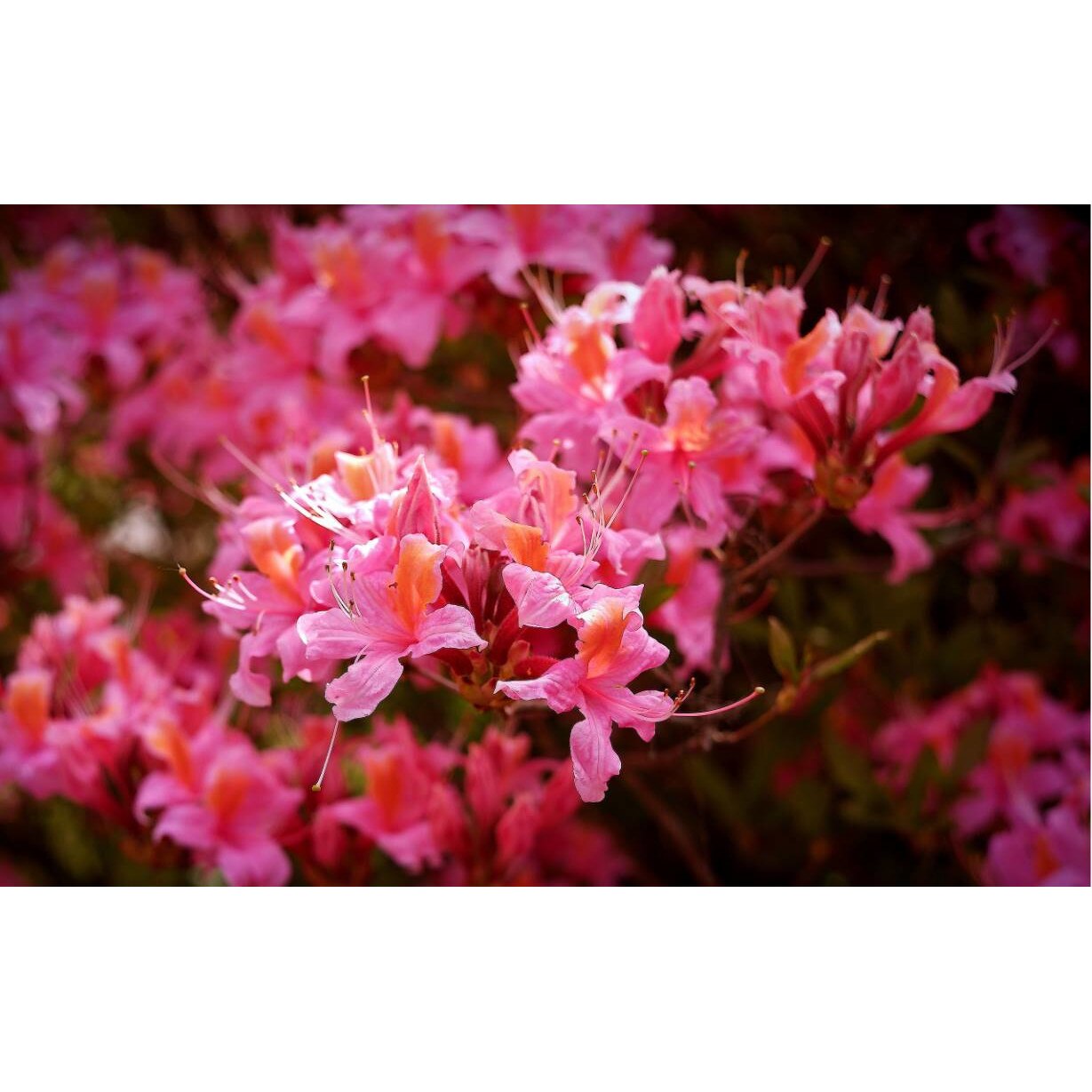 Tablou canvas 90x50 cm, Natura cu Flori model 188