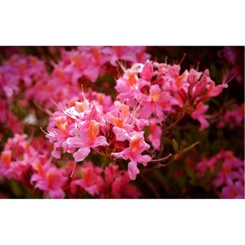 Tablou canvas 90x50 cm, Natura cu Flori model 188 Tablou canvas 90x50 cm, Natura cu Flori model 188