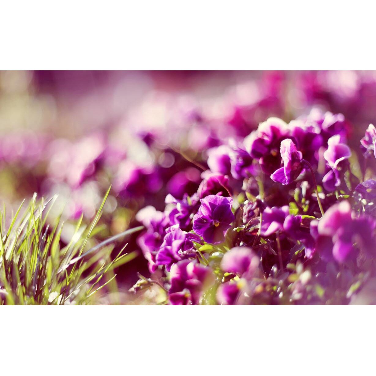 Tablou canvas 90x50 cm, Natura cu Flori model 212