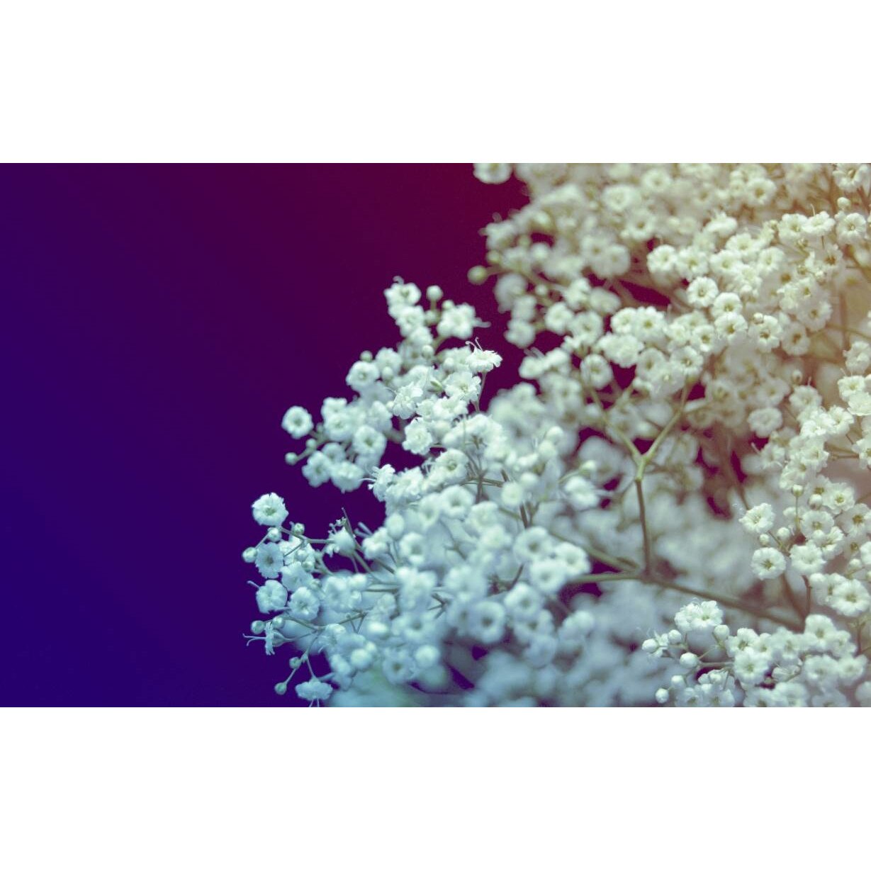 Tablou canvas 90x50 cm, Natura cu Flori model 194