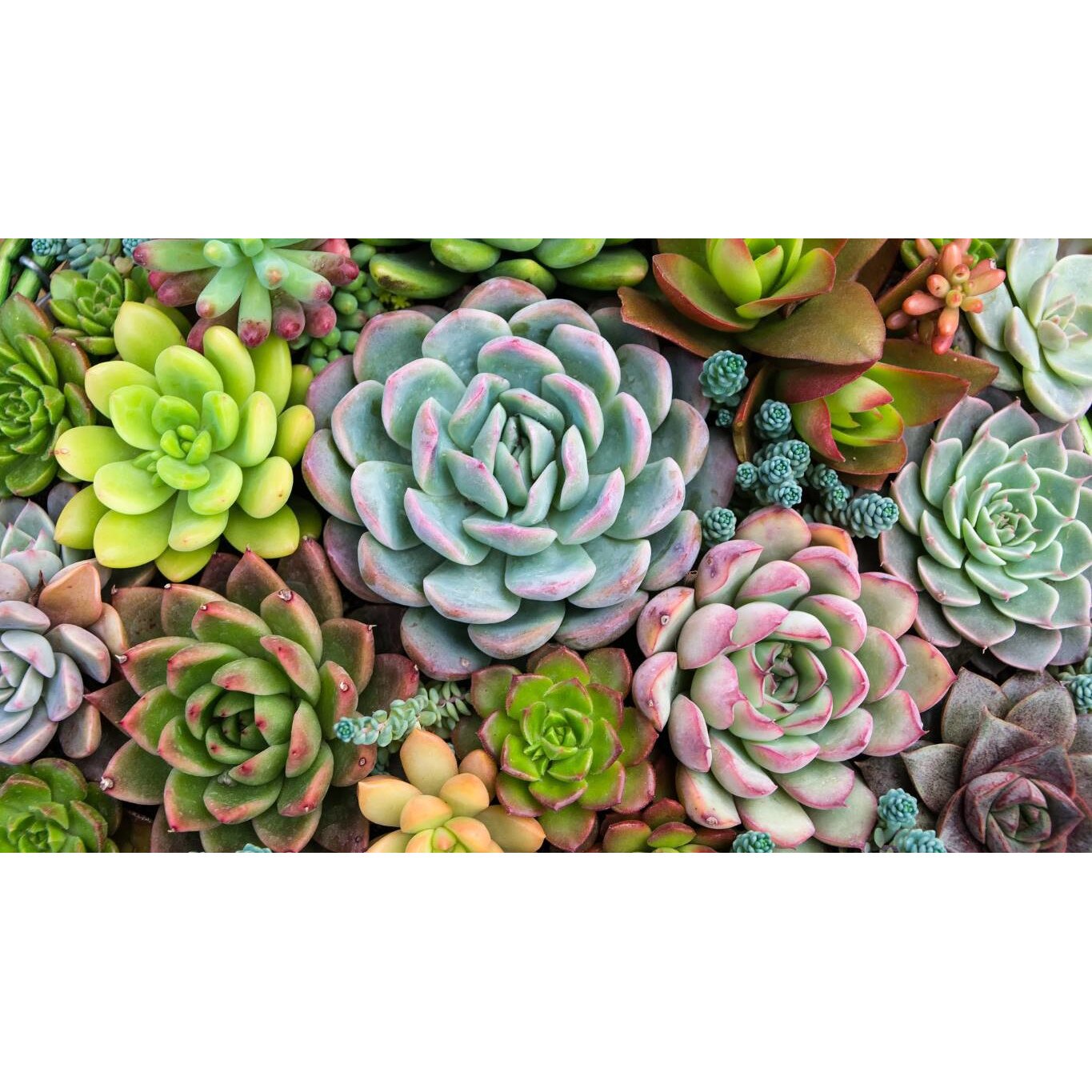 Tablou canvas 90x50 cm, Natura cu Flori model 225