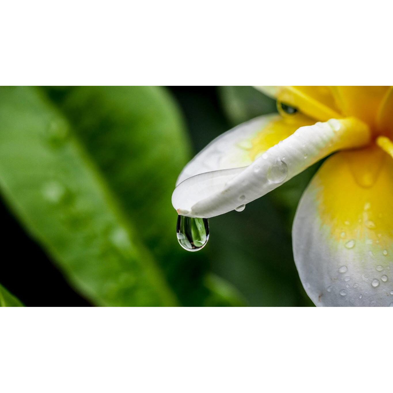 Tablou canvas 90x50 cm, Natura cu Flori model 228