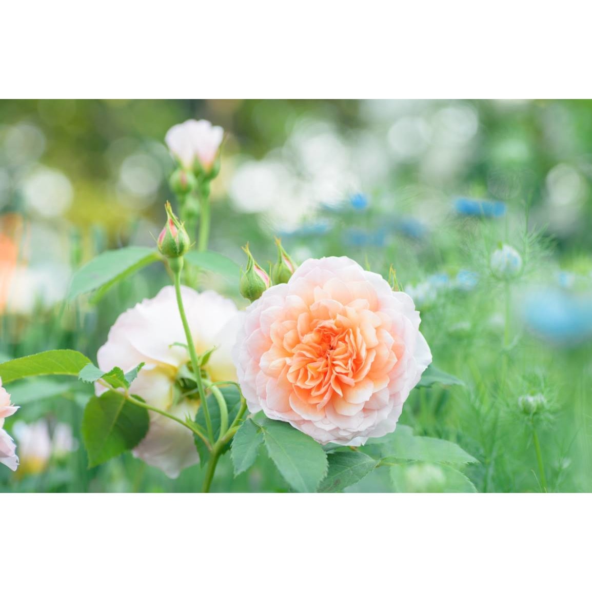 Tablou canvas 90x50 cm, Natura cu Flori model 202