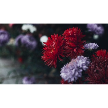 Tablou canvas 90x50 cm, Natura cu Flori model 187 Tablou canvas 90x50 cm, Natura cu Flori model 187