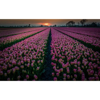 Tablou canvas 75x50 cm, Natura cu Flori model 201 Tablou canvas 75x50 cm, Natura cu Flori model 201