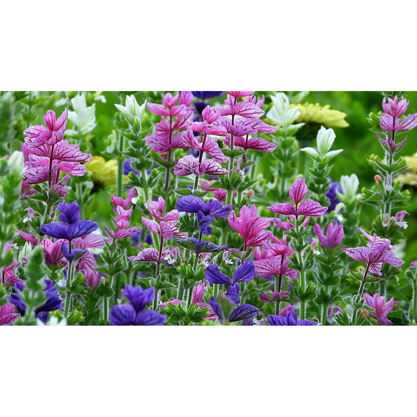 Tablou canvas 75x50 cm, Natura cu Flori model 215