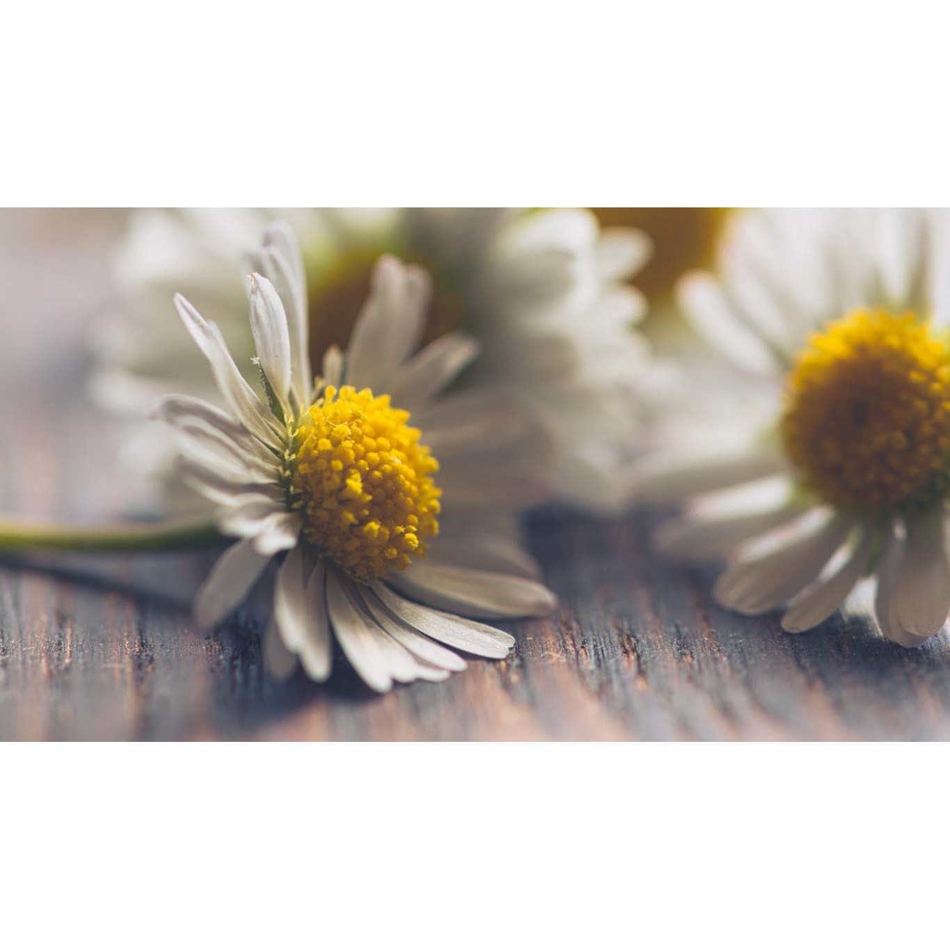 Tablou canvas 90x50 cm, Natura cu Flori model 190