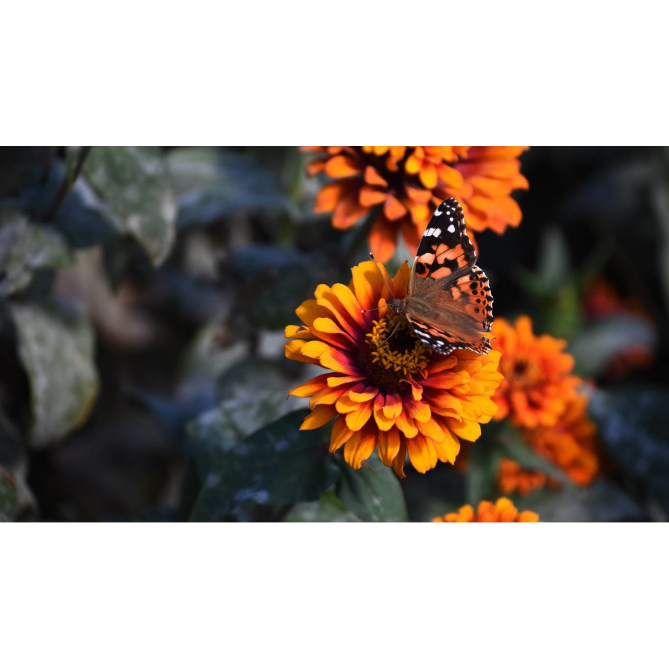 Tablou canvas 75x50 cm, Natura cu Flori model 217