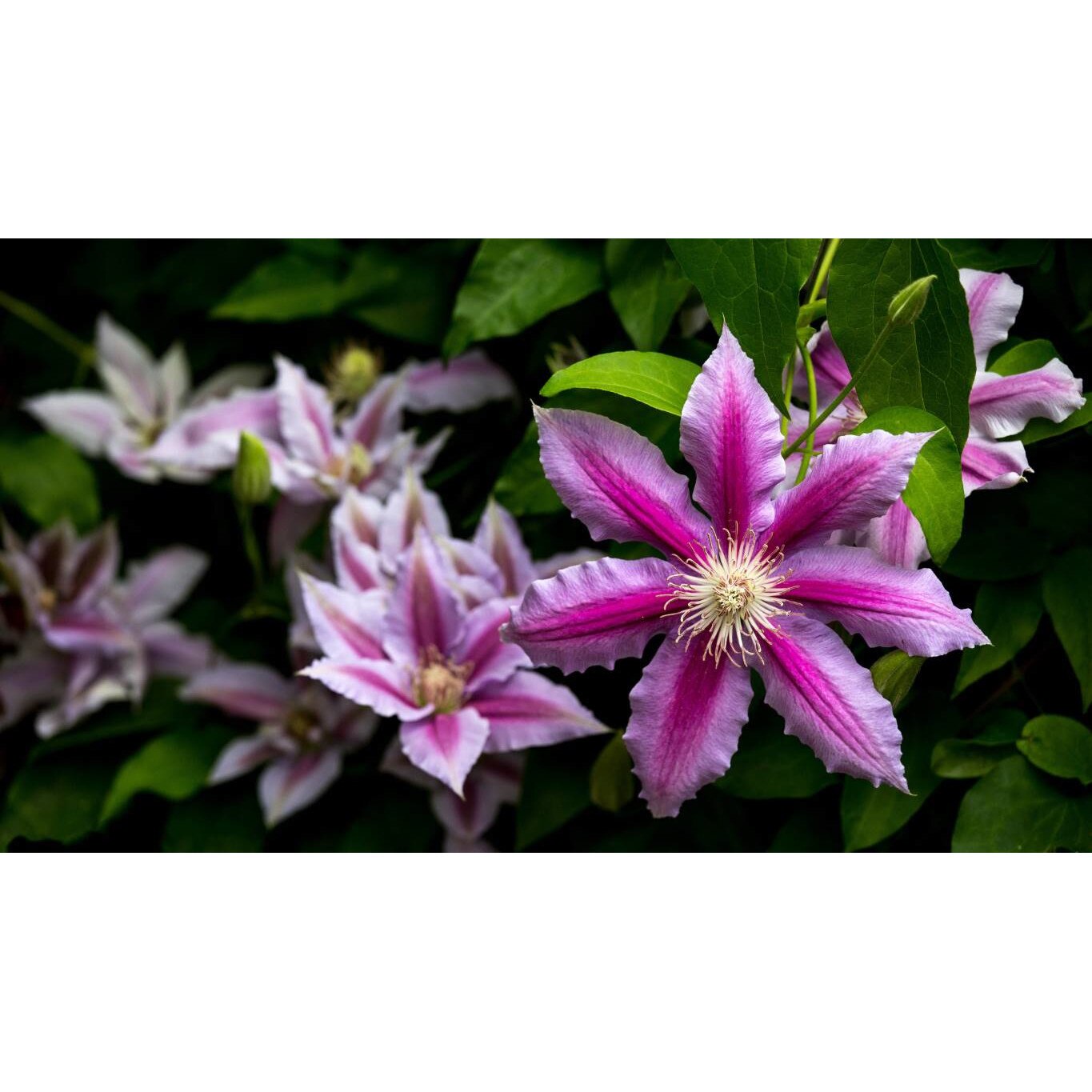 Tablou canvas 75x50 cm, Natura cu Flori model 191